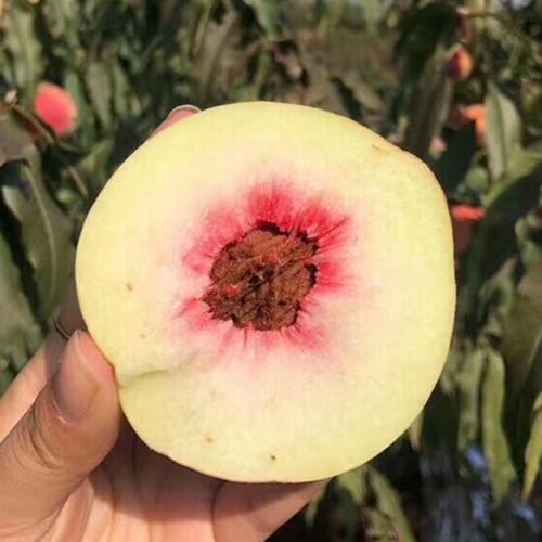 中国大陆 省份:云南省 城市:大理白族自治州 包装方式:食用农产品 净
